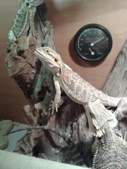 6 and 7 month bearded dragons