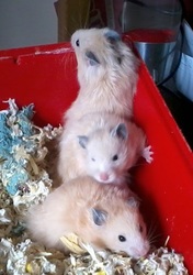 baby hamsters wanting caring homes
